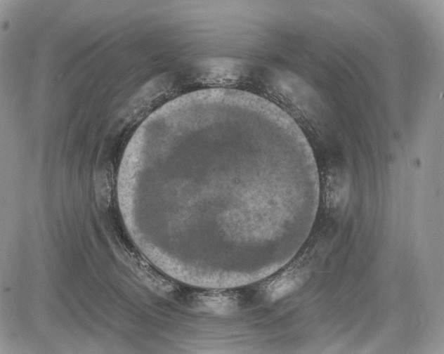 X0000085260370200703161410