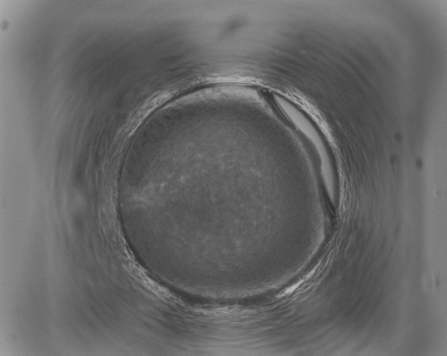 X0000085260385200703161409