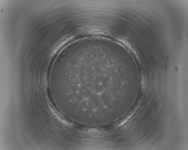 X0000085260390200703161409