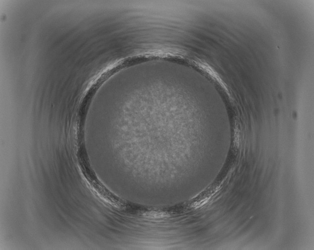 X0000085260444200703161408