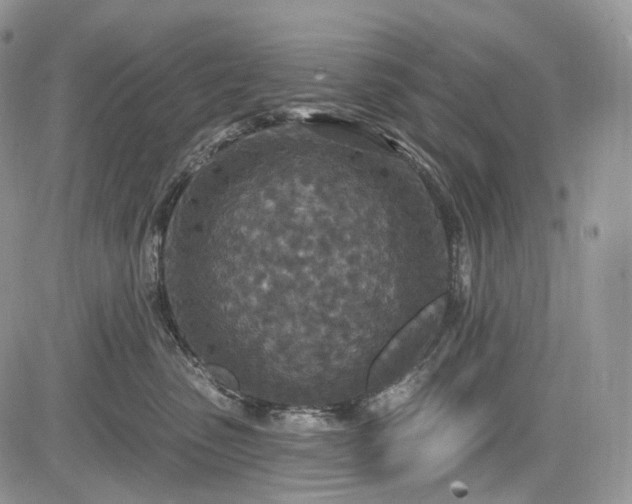 X0000085260475200703161409