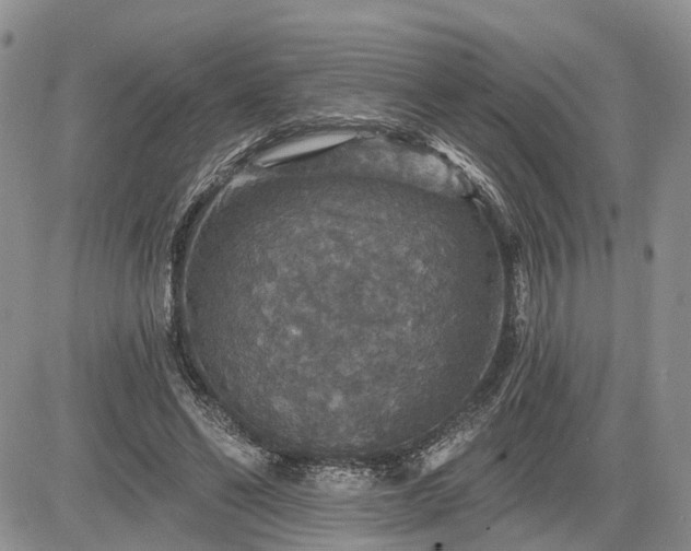 X0000085260494200703161408