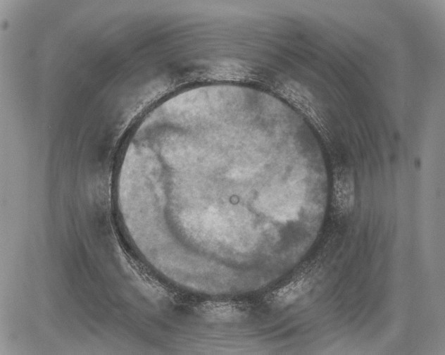 X0000085260534200703161406