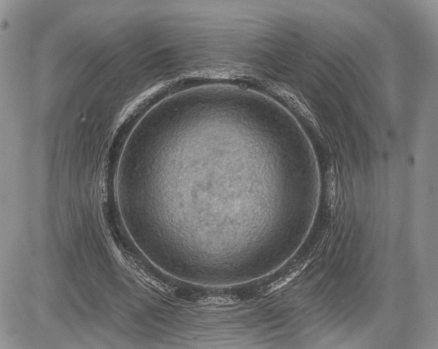 X0000085260536200703161406