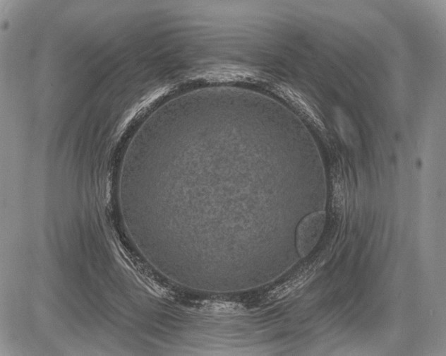 X0000085260539200703161406