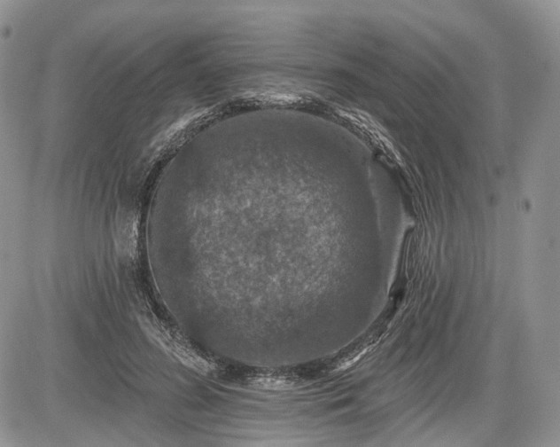 X0000085260596200703161406