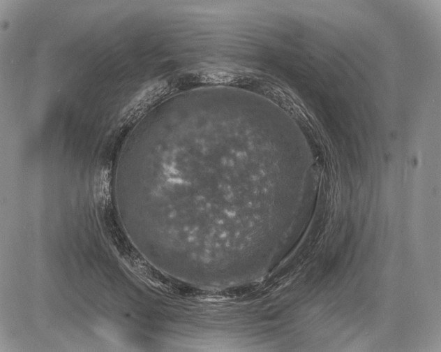 X0000085260598200703161406