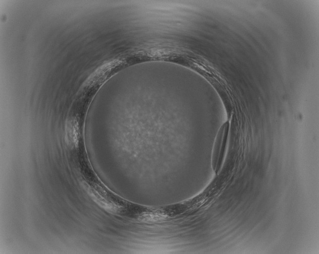 X0000085260644200703161405