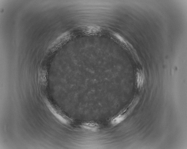 X0000085260654200703161405