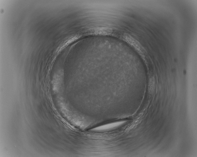 X0000085260673200703161405