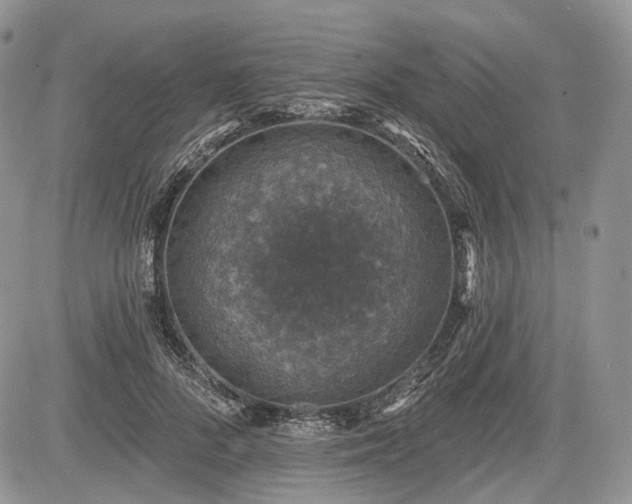 X0000085260696200703161404