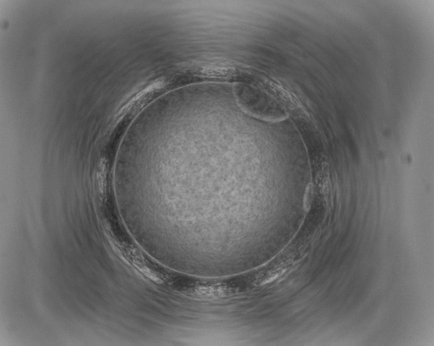 X0000085260744200703161403