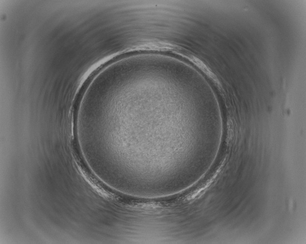 X0000085260838200703161402