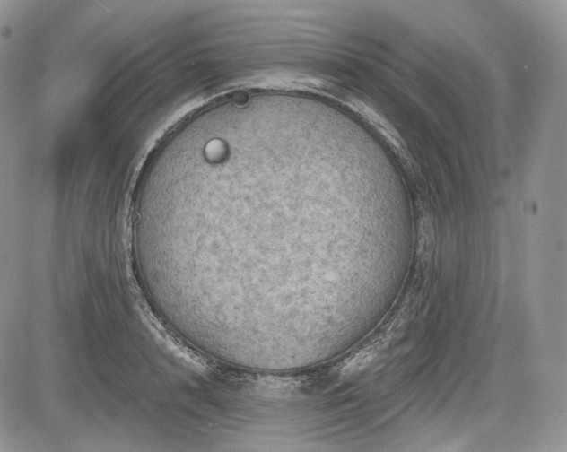 X0000085260848200703161402