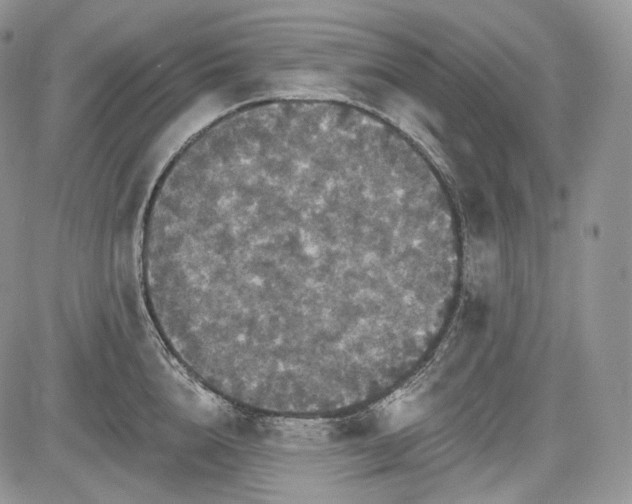 X0000085260856200703161402