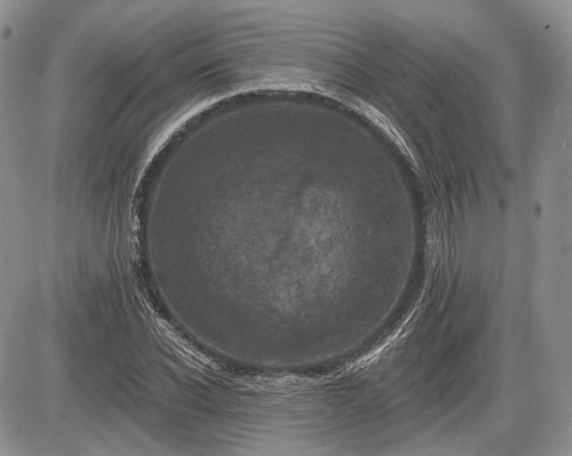 X0000085260926200703161400