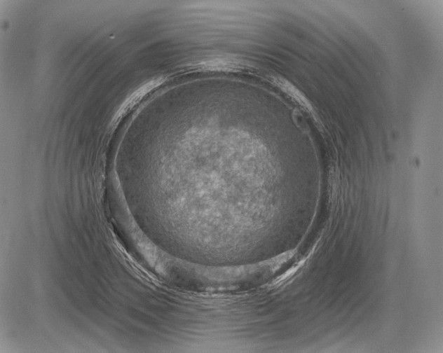 X0000085260930200703161400