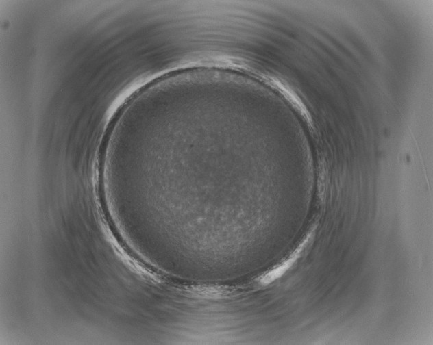 X0000085260944200703161400