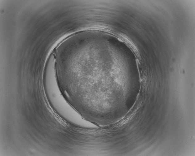 X0000085260948200703161400