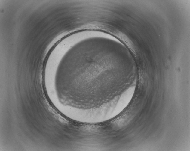 X0000085260950200703161400