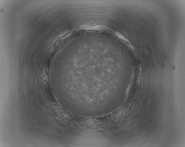 X0000085260966200703161359