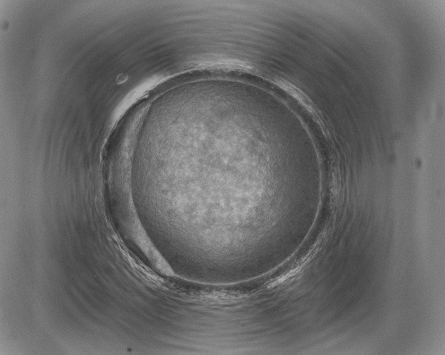 X0000085261022200703161358