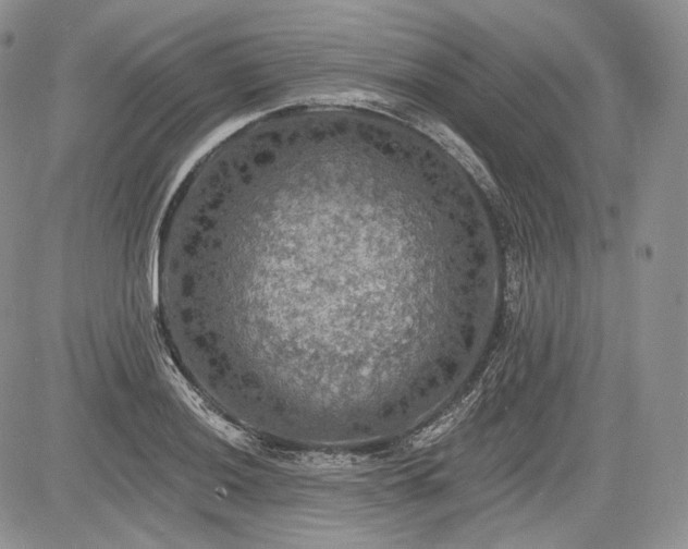 X0000085261036200703161358