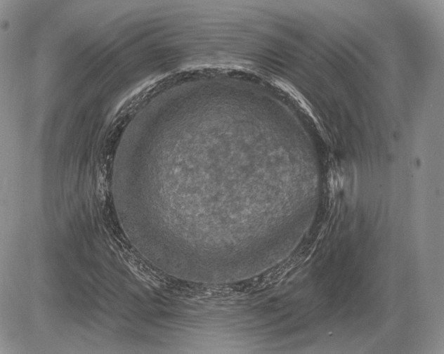 X0000085261064200703161358