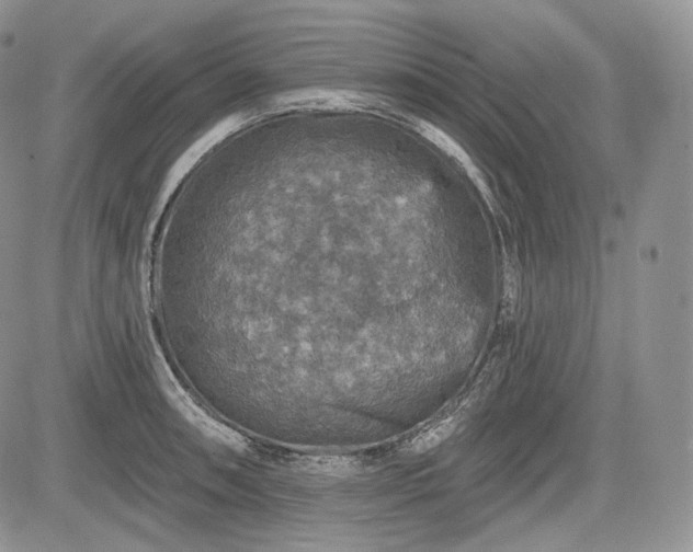 X0000085261090200703161357