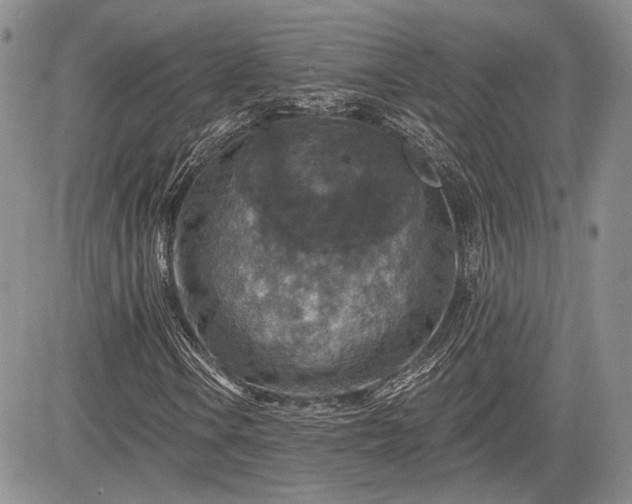 X0000085261106200703161356