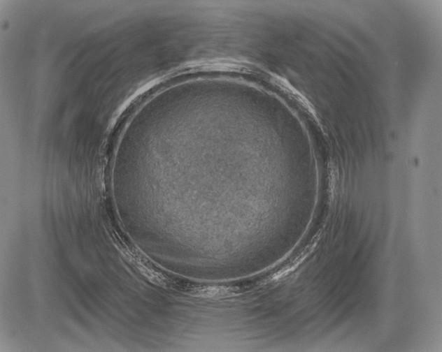 X0000085261166200703161356