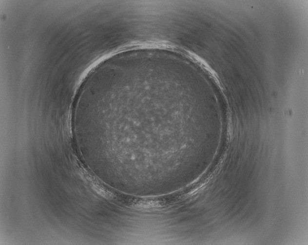 X0000085261174200703161356