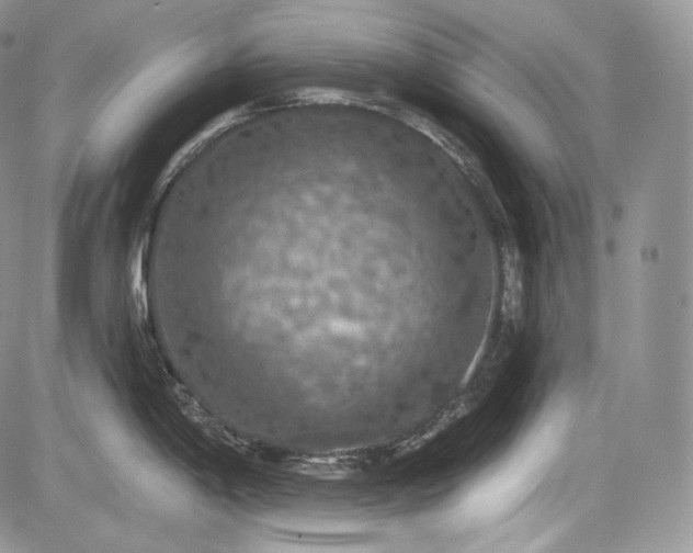 X0000085261198200703161356