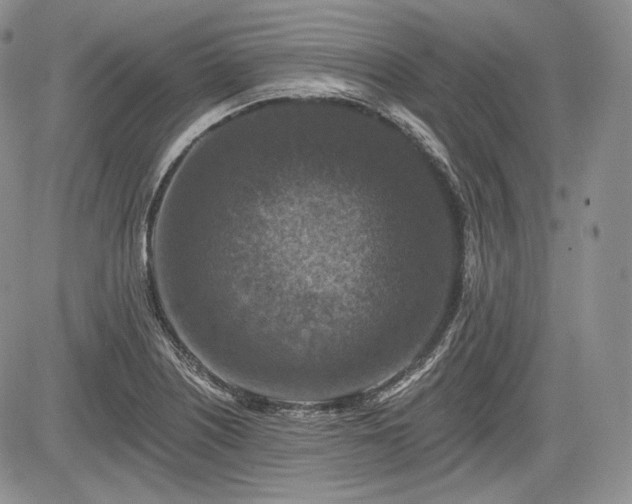 X0000085261226200703161355