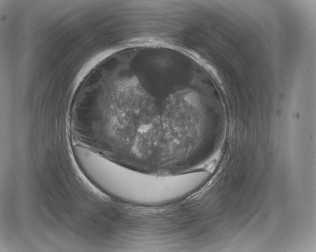 X0000085261239200703161355