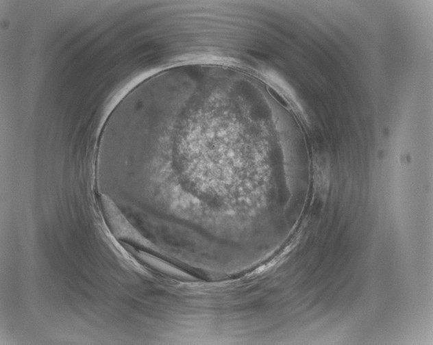 X0000085261244200703161355