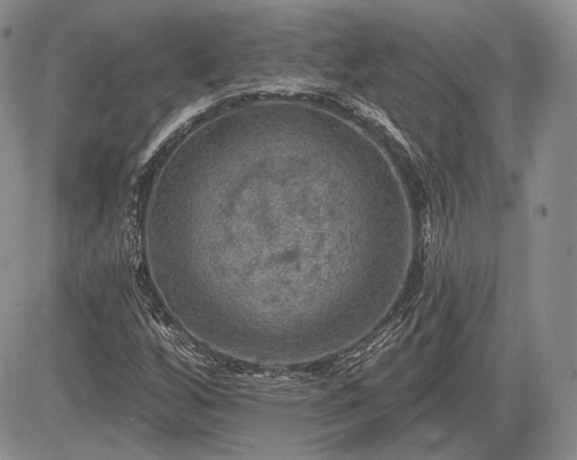 X0000085261256200703161355