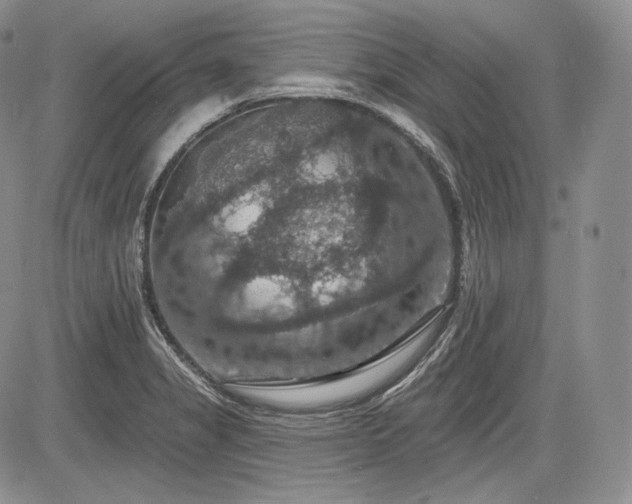 X0000085261325200703161354