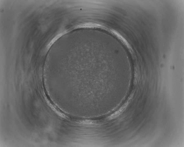 X0000085261329200703161354