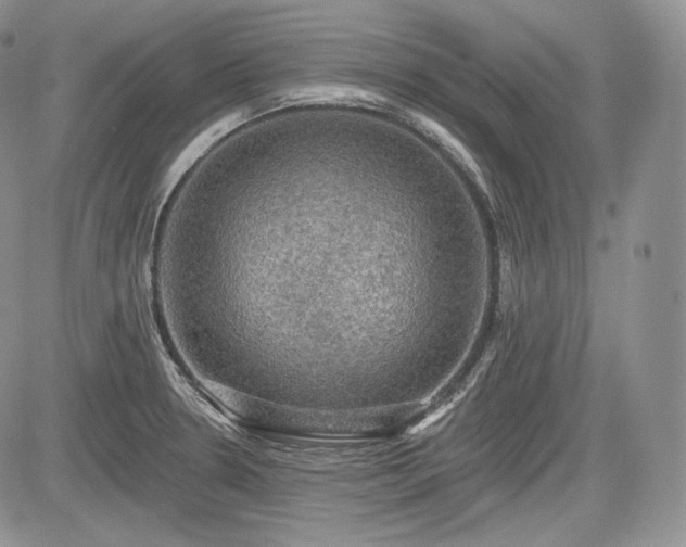 X0000085261330200703161354