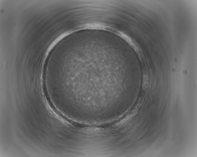 X0000085261331200703161354