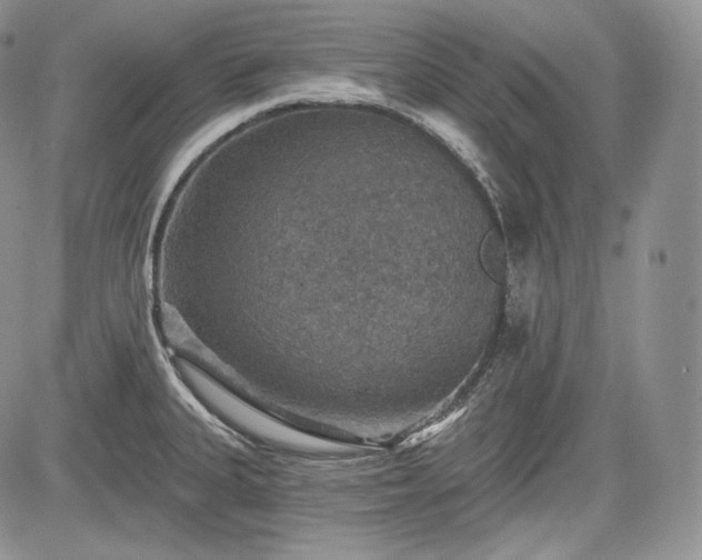 X0000085261335200703161354