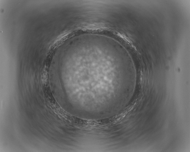 X0000085261350200703161353