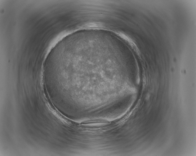 X0000085261374200703161353