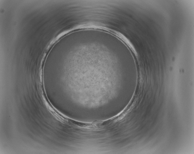 X0000085261388200703161352