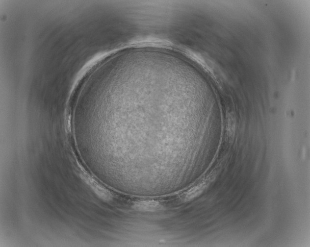 X0000085261462200703161351