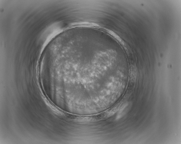 X0000085261474200703161351