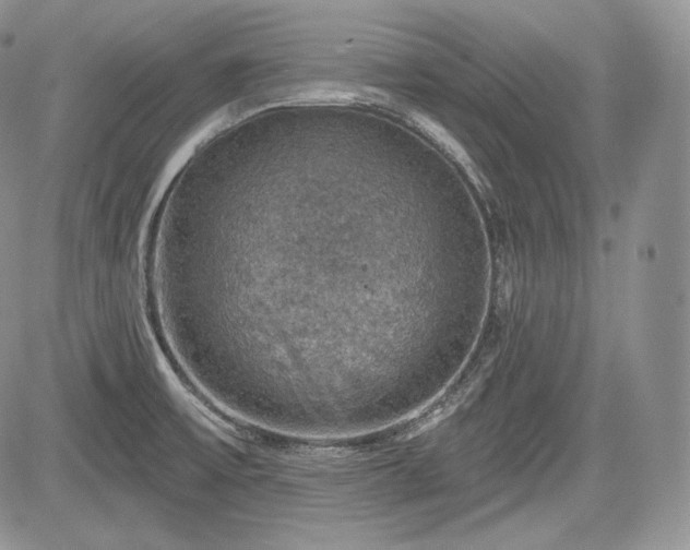 X0000085261475200703161351