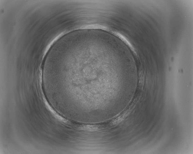 X0000085261476200703161351