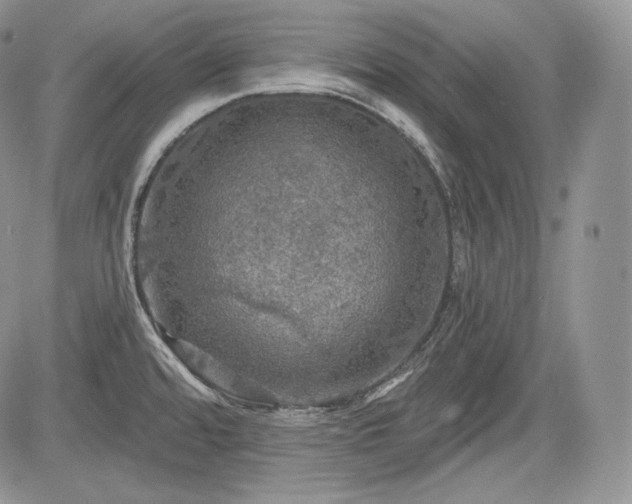 X0000085261480200703161351